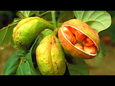 Видео: Орех кола | Интересные факты