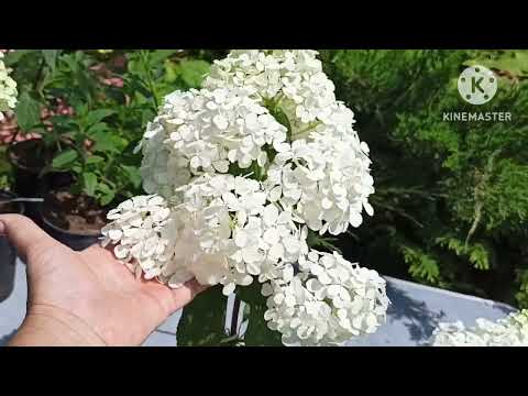 Видео: Метельчатая гортензия Vanilla Fraise. Ожоги на листьях гортензии