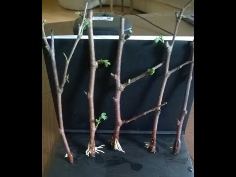 Видео: Как укоренить черенки яблони зимой.Размножение яблони черенками в домашних условиях зимой