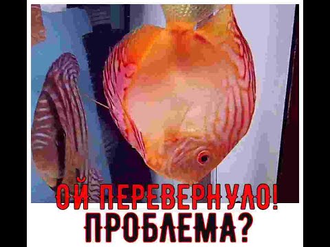 Видео: ЧТО ДЕЛАТЬ?? РЫБА ВНИЗ ГОЛОВОЙ!! ЛЕЧИМ!!