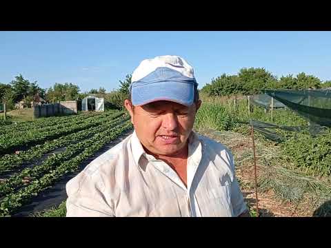 Видео: Клубника Альбион против клубники Сопрано