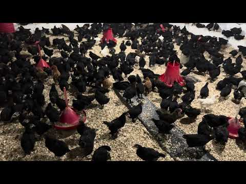 Видео: ШУНИ НИМА КИЛСА БОЛАДИ