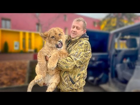 Видео: ГРУСТНО, Олег Зубков принимает львенка Симбу, у которого СТРАШНЫЕ БОЛИ и он НЕ МОЖЕТ совсем ХОДИТЬ!