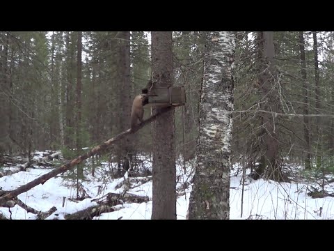 Видео: Охота на куницу капканами. сезон 24-25г. / УДАЧНЫЙ ВЫХОД НА  ПУТИК.