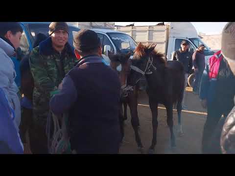 Видео: Бүгінгі Тараз мал базарына Қайыңды ауылынан Айғыр, Тереңөзек ауылынан  әдемі  Тайлар  келді