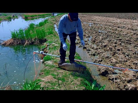 Видео: Таких огромных сазонов я ещё не ловил, Рыбалка на паук подъёмник.#рыбалка #fishing #낚시 #кино