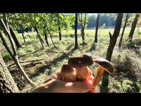 Видео: Урожай Грибів У Німецькому Лісі🍄‍🟫🍄‍🟫🍄‍🟫