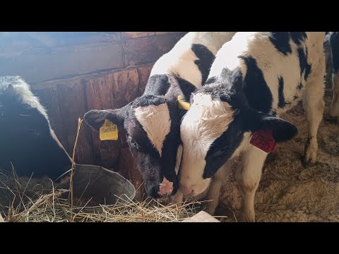 Видео: Выпойка телят без молока и ЗЦМ