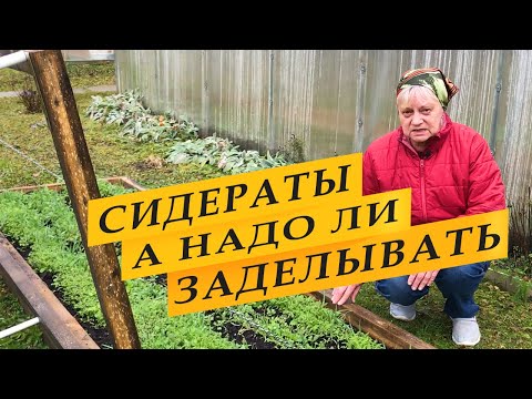 Видео: Что делать осенью с сидератами. Перекапывать или оставить.