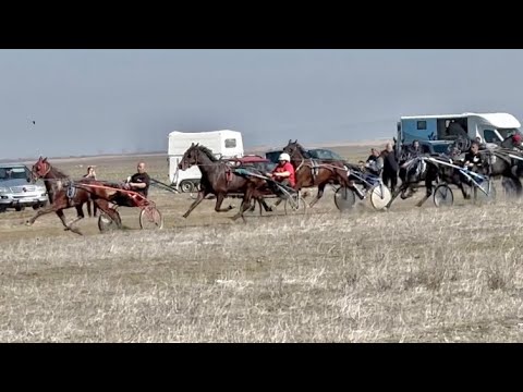 Видео: Състезание с рисаци в село Брест / 08.03.2025г.