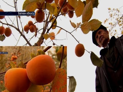 Видео: 4 ЖЫЛДА ТОННАЛАП ТҮШҮМ БЕРГЕН БАТКЕНДИН КУРМА ДАРАГЫ
