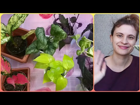 Видео: 4.5 Новичка!🤣Очень красивые растения😍Цветочные будни🌱Укореняю Гинуру💜Фиолетовый цветок🌿Грунт🌸Дренаж