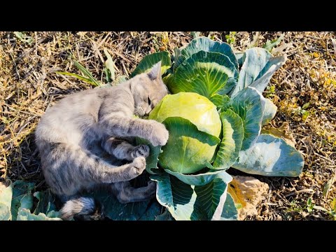 Видео: Любовь кота к капусте😁🤗