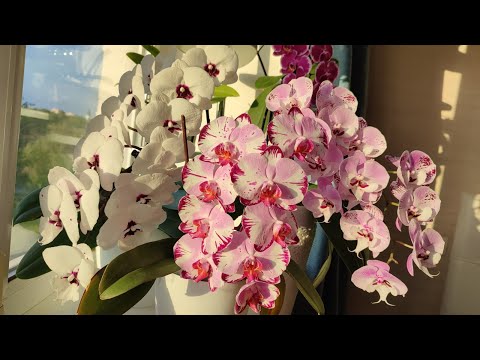Видео: ОБИЛЬНОЕ ЦВЕТЕНИЕ МОИХ ОРХИДЕЙ.