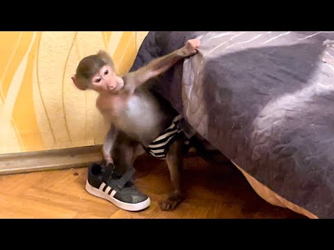 Видео: Люся с Жориком устроили ТАКИЕ РАЗБОРКИ за диван, что нам остаётся только смотреть)))