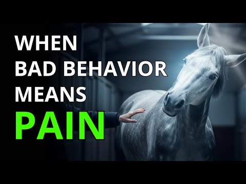 Видео: Лошадь капризничает? Возможно, ей больно | Как отличить