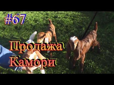 Видео: Привезли Козлят Камори на Обезроживание / Готовимся к Стройке / Печём Пироги