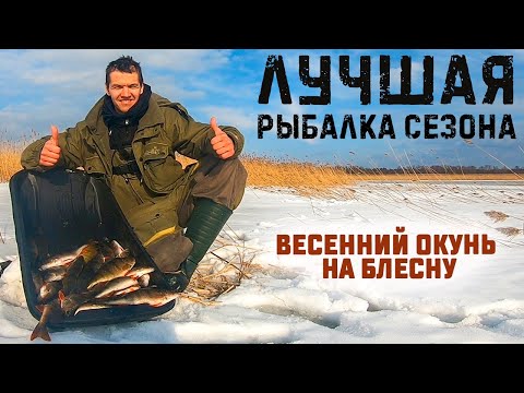 Видео: Лучшая рыбалка сезона. Ловля окуня на блесну. Зимняя рыбалка на Ладоге. Весенний окунь жрет блесны.