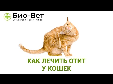 Видео: Как Лечить Отит У Кошек // Топ-5 Причин Появления Отита У Кошек // Ветклиника Био-Вет