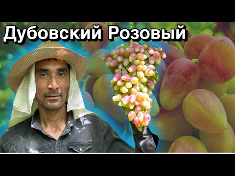Видео: Энг катта хосил берувчи. Дубовский Розовый узуми хақида сиз билмаган малумотлар. #uzum