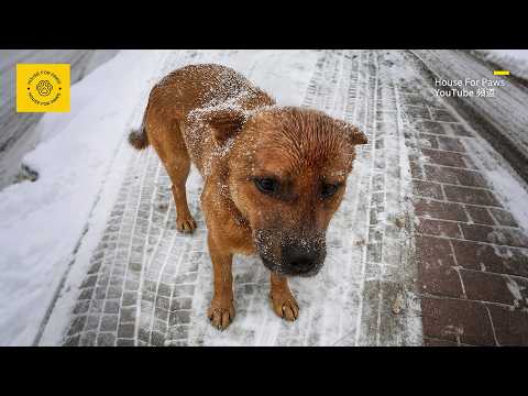 Видео: При -20°C замерзающая собака в снегу умоляла меня помочь её щенку