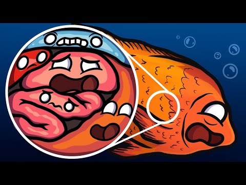 Видео: Отличие Ваших Органов от Рыбьих?