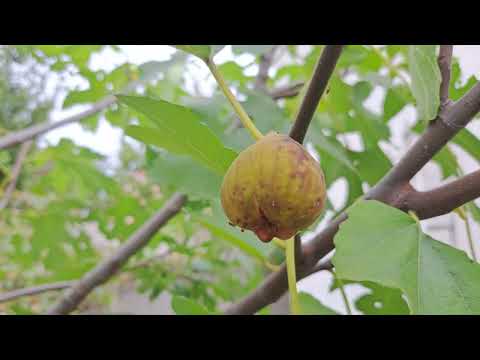 Видео: Обрезка инжира осенью.