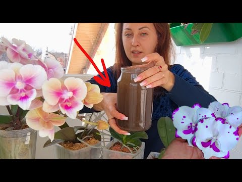Видео: После такой Сильной ПОДКОРМКИ ОРХИДЕИ ВСЕ в ПЫШНЫХ ЦВЕТОНОСАХ