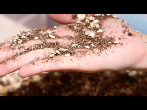 Видео: Как разводить личинок жука зофобаса. От А до Я. / АРАПАРК  В КАЛИНИНГРАДЕ