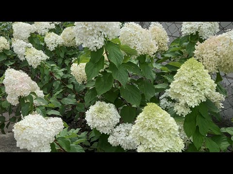 Видео: Каскадная и пышная обрезка гортензии. Готовим отводки на укоренение.