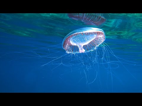 Видео: Синята стихия - красиви подводни кадри / Гледки от света по TVT