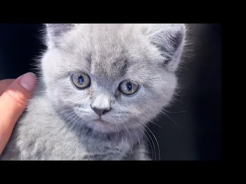 Видео: Мой сын держал бездомного кота и кричал: «Мама, можно ли нам дать ему дом?