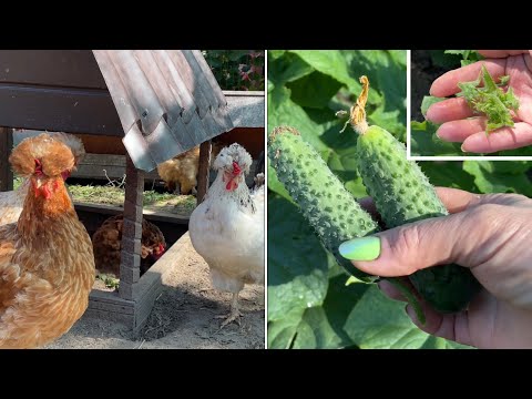 Видео: ОГУРЦЫ выращиваю только так На Улице и в Теплице Без Обработок и Химии