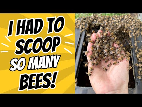 Видео: Мне пришлось собрать так много пчел!