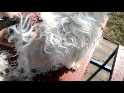 Видео: как подстричь китайскую хохлатую дома и осторожно сезон клещей открыт