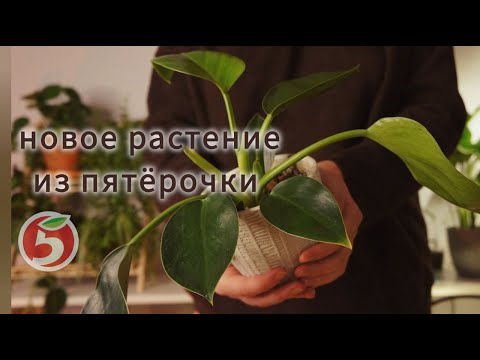 Видео: Уютный уход за растениями | Пересадка нового филодендрона 🌿