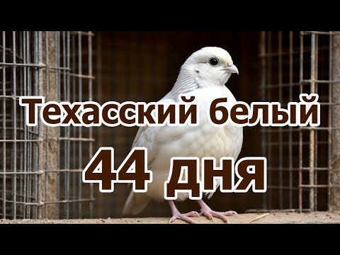 Видео: Техасский белый перепел. Отбираем на племя отбраковка и взвешивание в 44 дня Таблица привесов