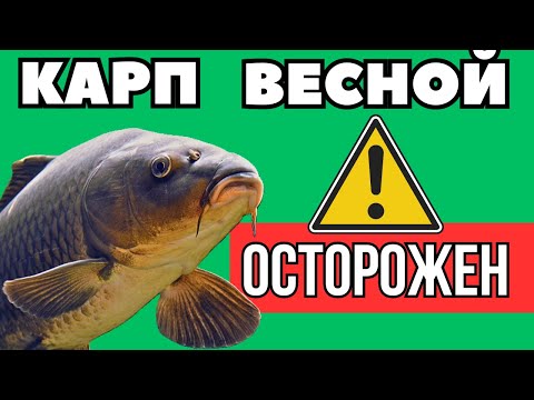 Видео: Как Где и На Что Ловить КАРПА Весной. Ловля карпа ранней весной - что нужно знать