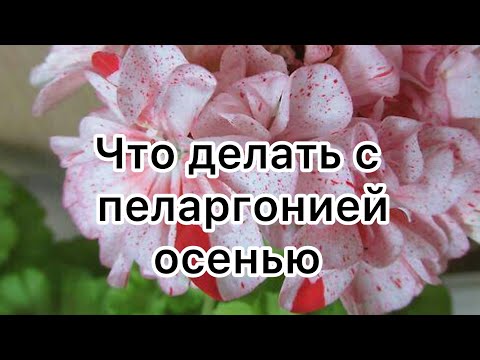 Видео: Что делать с пеларгонией осенью🔥 пересадка с открытого грунта‼️❤️ #пеларгония #цветыжизни #растения