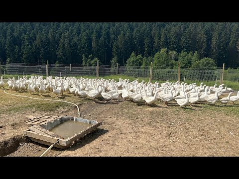 Видео: Ферма в Германии.Гуси и Утки на пастбище,как они выросли.