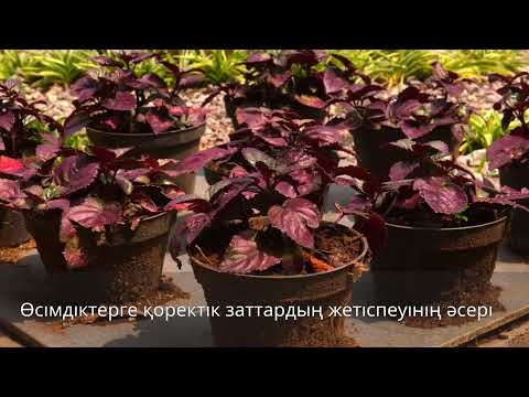 Видео: Организмдер  тіршілігіндегі микроэлементтер мен макроэлементтердің маңызы