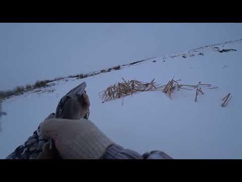 Видео: Охота на зайца.  Зайцы с цирка. Сезон 2024-2025 №218