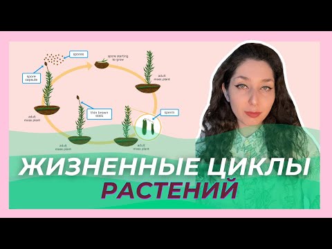 Видео: СМЕНА ЖИЗНЕННЫХ ЦИКЛОВ К ЦЭ/ЦТ/УСТНОМУ ЭКЗУ