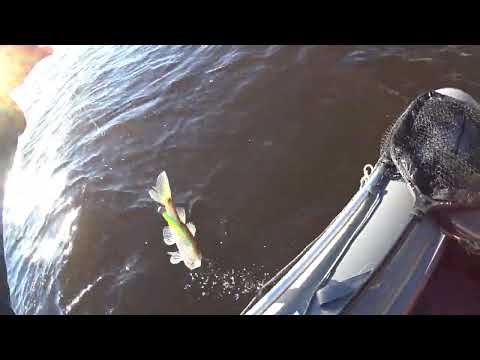 Видео: Рыбалка на Камском Устье 2022! Открыли сезон на камском с семьей!