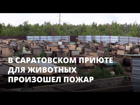 Видео: В Саратовском приюте для животных произошел пожар