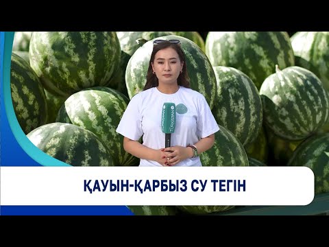 Видео: Қауын-қарбыз су тегін