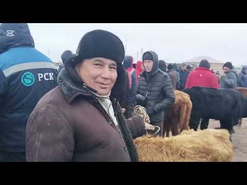 Видео: 27 ФЕВРАЛЬ 2025 ЖЫЛ ХАЛКАБАД МАЛ БАЗАР АДАМЛАРЫ КАЛАЙ КАЛАЙ ОЗИ