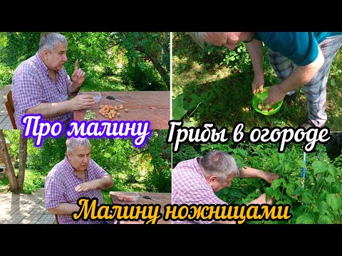 Видео: Продолжаем дачную жизнь в деревне . Пошли грибы в огороде.Борис про малину 😀🏠