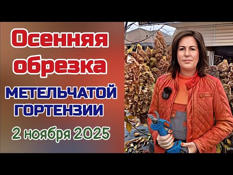Видео: Обрезка метельчатой гортензии. Осень 2025г. 