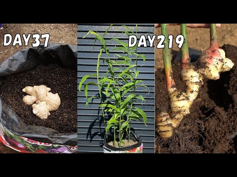 Видео: Как вырастить имбирь в полиэтиленовом пакете из имбиря, купленного в магазине